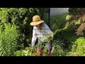 PRUNING ASTERS FOR FALL MANAGEMENT☀️