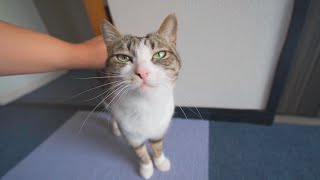 猫がカブトムシを食べたいと言うので困っています。