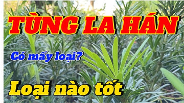 Tùng La Hán có mấy loại? 0826.66.53.18 #caygiongthegioixanh #caygiong #tùnglahán #shorts #câykiểng