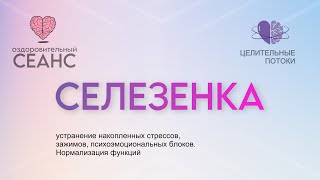 Оздоровительный СЕАНС - Селезенка