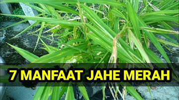 7 M4nfaat Tersembunyi Jahe Merah