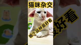 不同品种的猫咪🐱一起生娃！哪个基因最强大？ #pets #橘猫  #寵物日常 #cat #猫咪生娃 #貓咪 #貓咪日常 #萌寵 #cute #猫咪品相