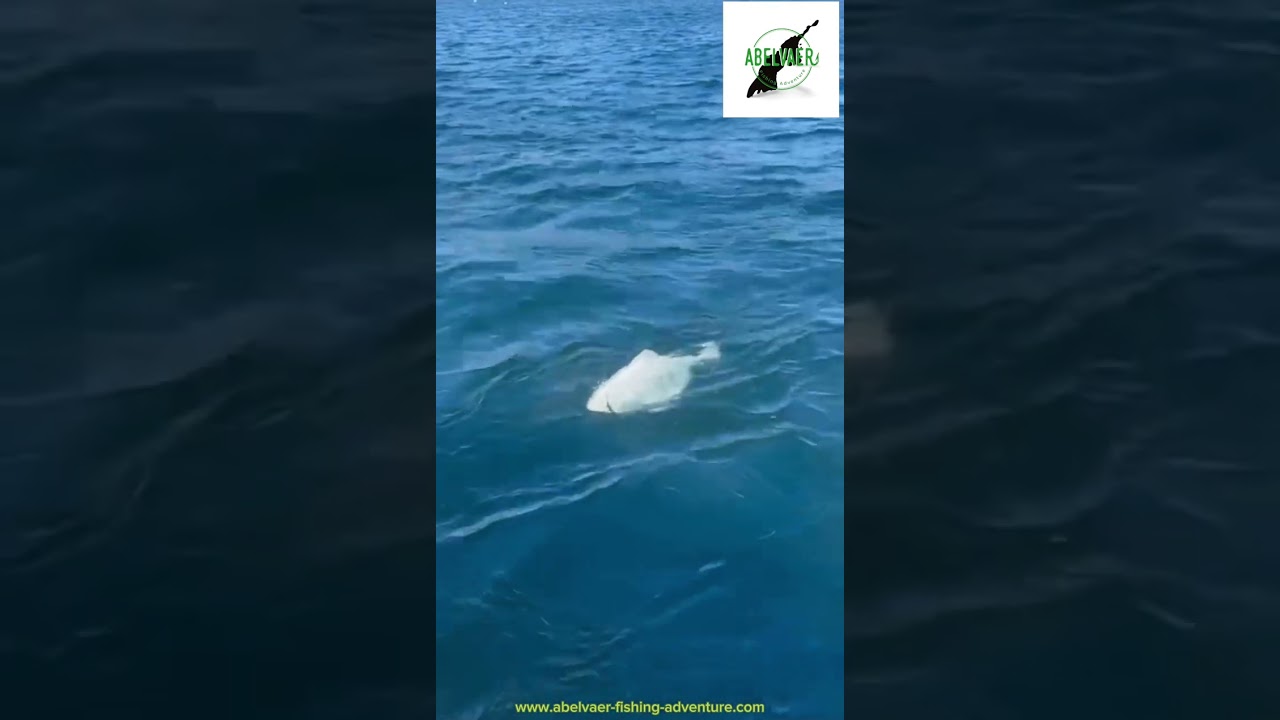 Abelvaer Fishing Adventure