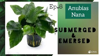 What is the difference between Anubias Emersed and Submerged Aquarium Plants? 🔰Ep - 8