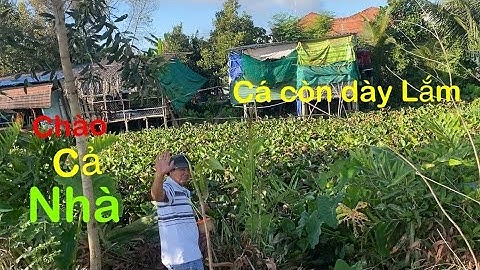 Câu cá rô đồng Đúng là một con mương cá còn dày lắm. Hoà khánh Đức hòa. long an