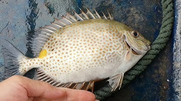 Câu cá Vầu, cá Rìa Công tại biển Vân Đồn QN