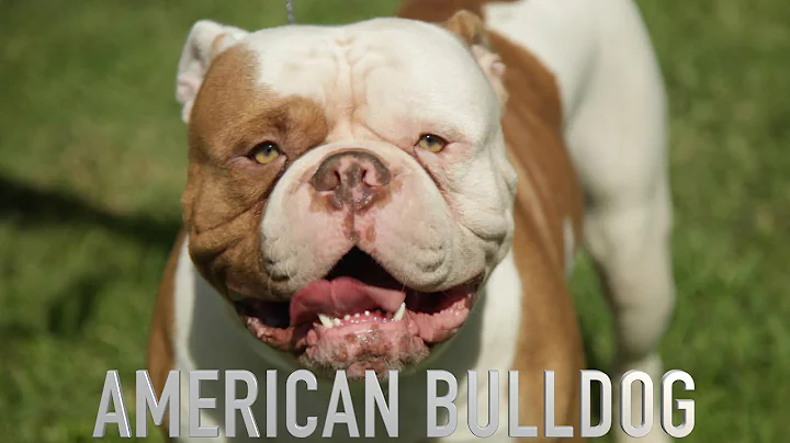 THE AMERICAN BULLDOG - A DOG LOVERS INTRODUCTION