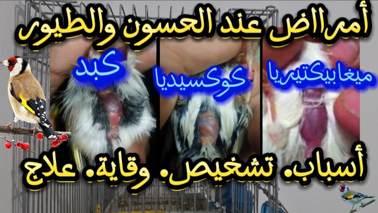 مرض الكبد عند الحسون والطيور | مرض الكوكسيديا | مرض الميغابيكتيريا |#birds #الحسون #goldfinch #مقنين