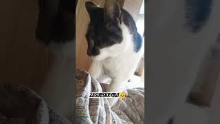 Co to za kotek ?? 😺😸 #viralvideo #cat #kot #memes #pets #animals #shorts