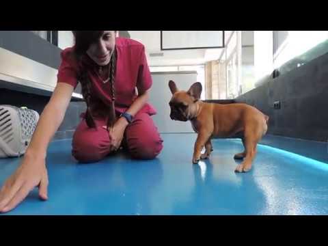 Video: Diferencia entre Puggles y Pocket Puggles