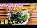 庭が『香りで包まれる❤️』宿根草ネメシア🌱まるで自然の芳香剤😊