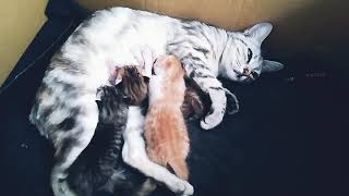 Cat Funny Cat Funny