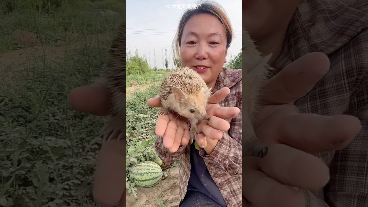 Hedgehog’s Lovely Thank You 🦔🍉