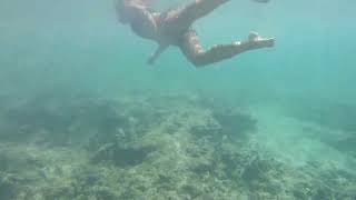 Playa costa verde Cuba janvier 2024 banc de poissons