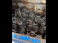 عدد من حيوان الراكون الغير متوقع