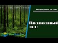 Подводный лес или стиль "Форест"