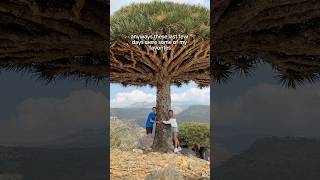 48 hours on the remote island of Socotra
