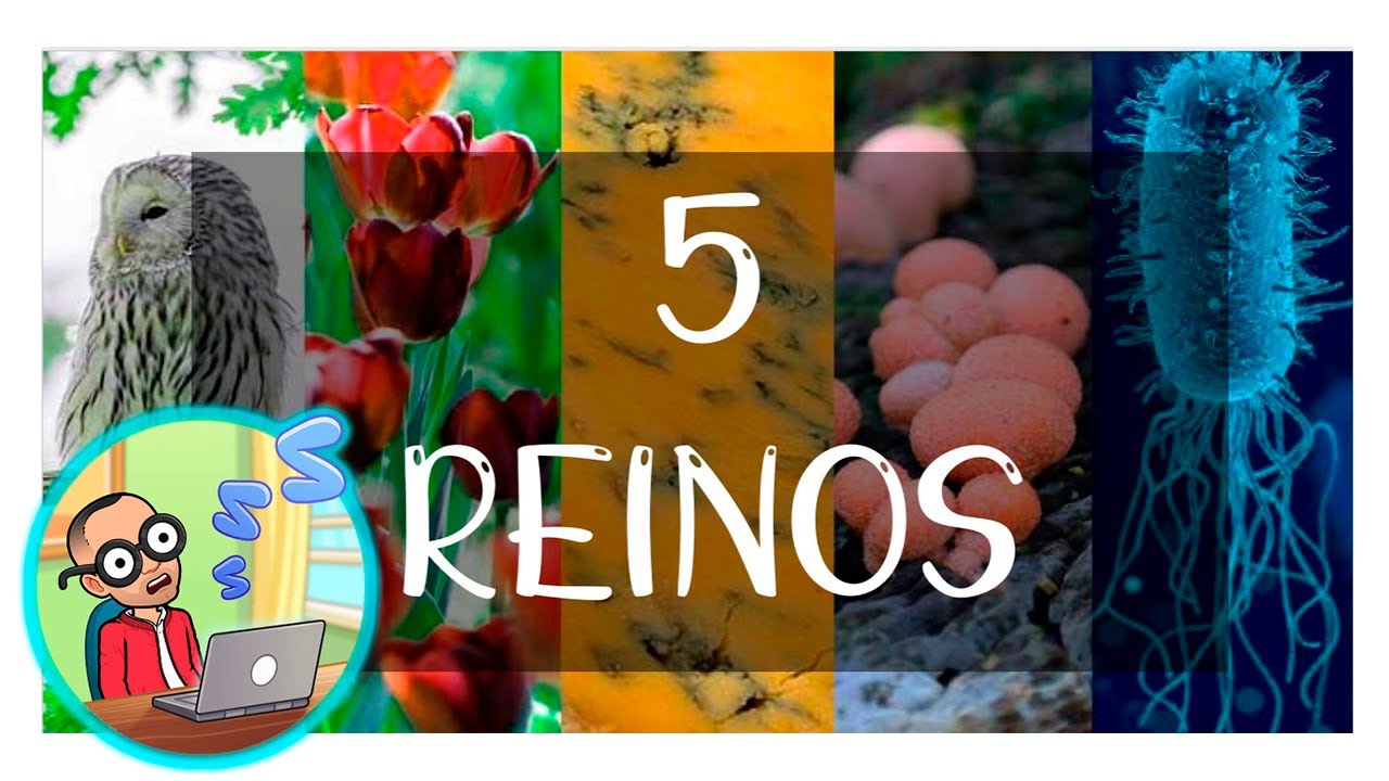 Cuales son los 5 reinos de los seres vivos y sus características monera  protista fungí planta animal - thptnganamst.edu.vn