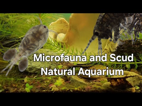 Natural Microfauna Aquarium