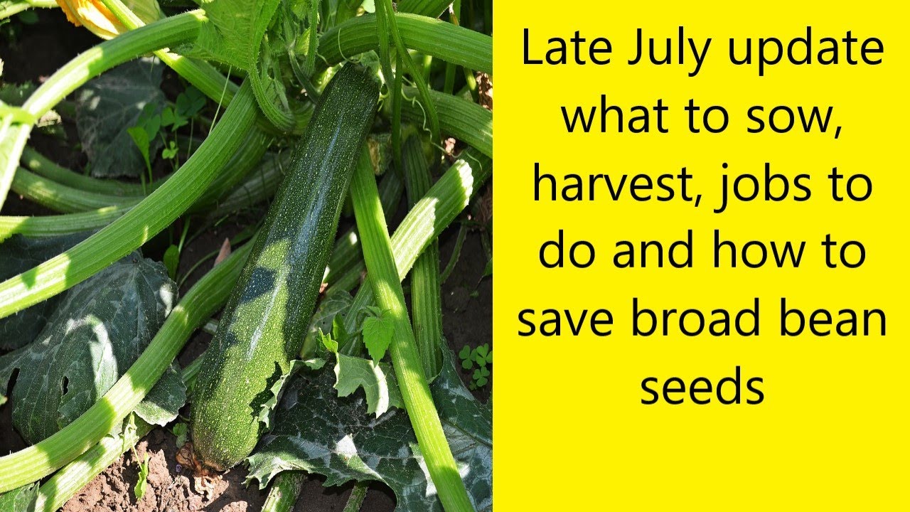 Late July update. What to sow, harvest, jobs & how to save Broad bean