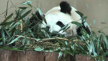 Giant Pandas at Edinburgh Zoo