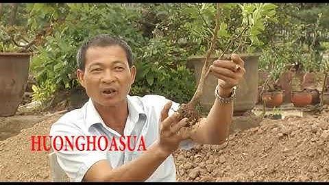 Nghệ nhân chia sẻ bí quyết đưa gốc quất vào chum lọ P1