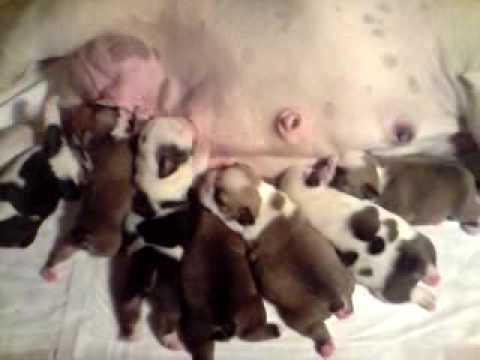 Bulldog Inglese Cuccioli Poppata Di Hope Youtube