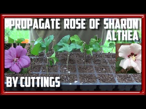 Video: Althea Roots - Instructions For Use, Indications, Doses, Analogues