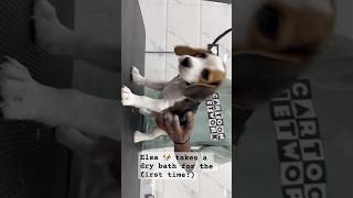 Dry Bath   #dogshorts #puppy #youtubeshorts #beagle #dog #beaglepuppy #doglover #grooming #dogs