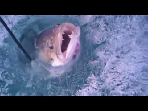 Огромный судак на жерлицу. Huge perch on zherlitsy.