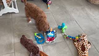 Angus the Cavapoo