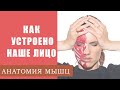 Анатомия лица. Как подтянуть лицо, как убрать морщины?