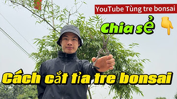 Cắt tỉa tre bonsai chi tiết cho người mới chơi#trebonsai