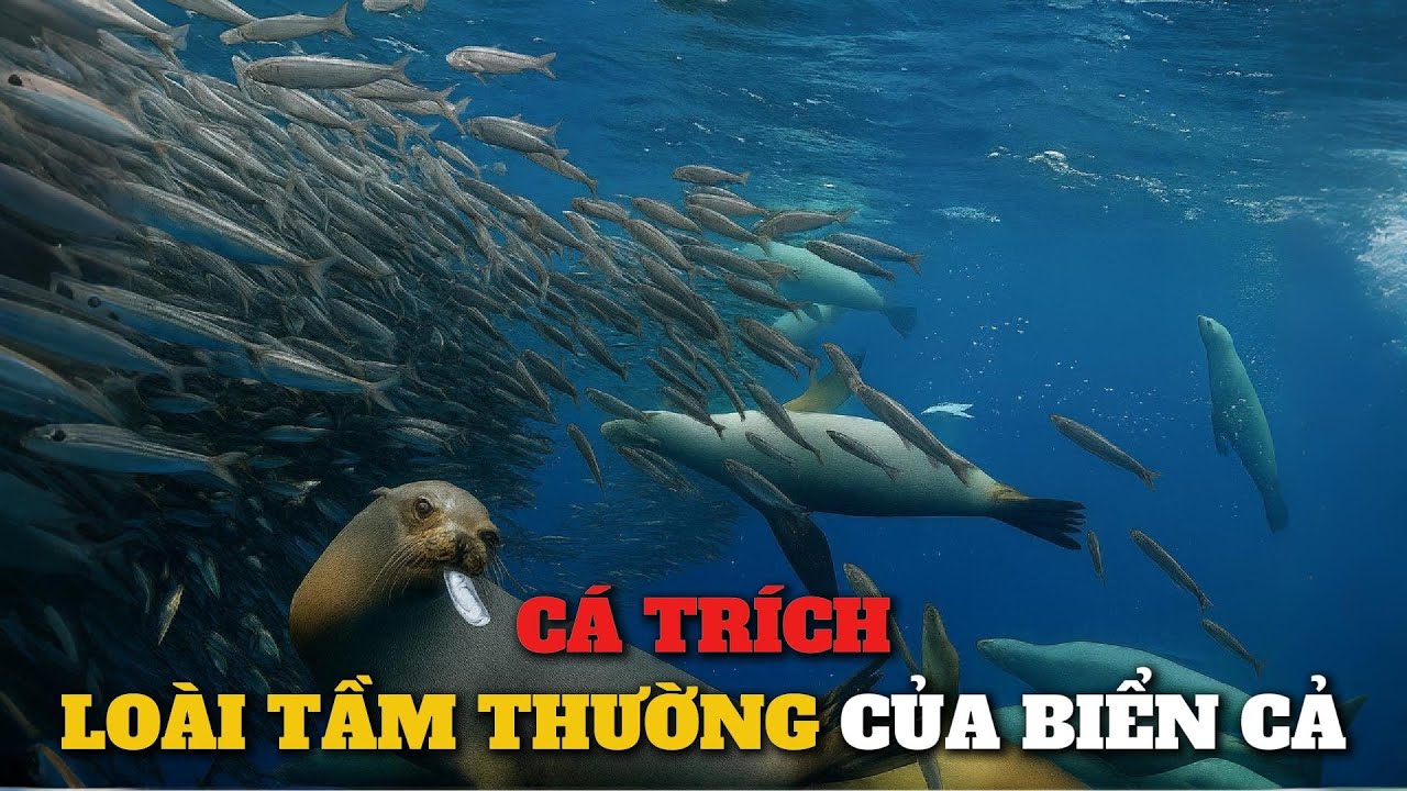Đời sống tận đáy của Cá Trích | Kẻ tầm thường luôn bị chà đạp.