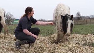 Ponies rescued from misery of indiscriminate breeding and irresponsible ownership
