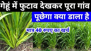 Gehu me kallon ki sankhya kaise badhaye🌾How to increase tillering in wheat crop👌Gehun me futav screenshot 4