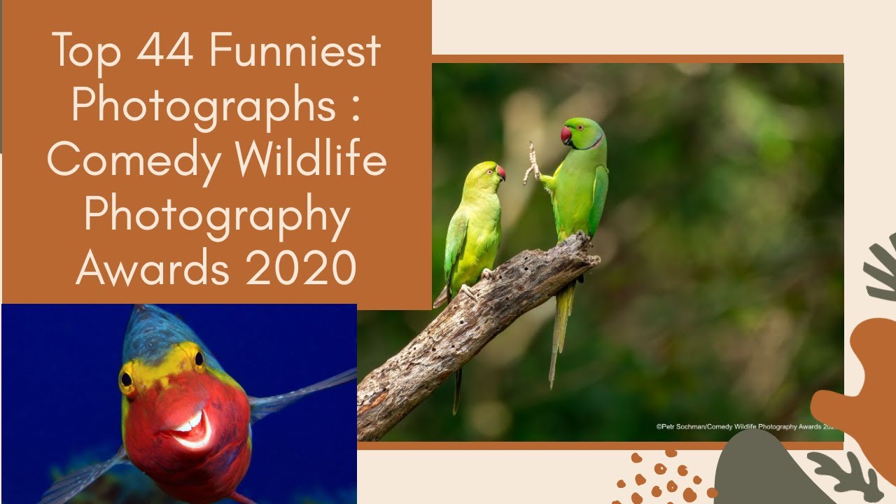 Top 44 Funniest Photographs : Comedy Wildlife Photography Awards 2020