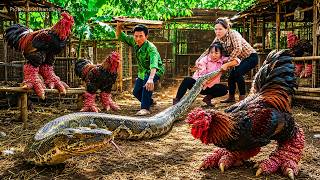72 Hours Of Terror: Giant Python Crawls Into Dong Tao Chicken Farm — No Escape!