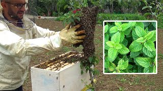 Kapja e luzmës me barë Blete (Melissa officinalis) Resimi