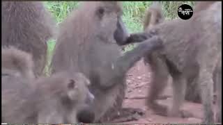 #animals #discovery #top short #you tube short...