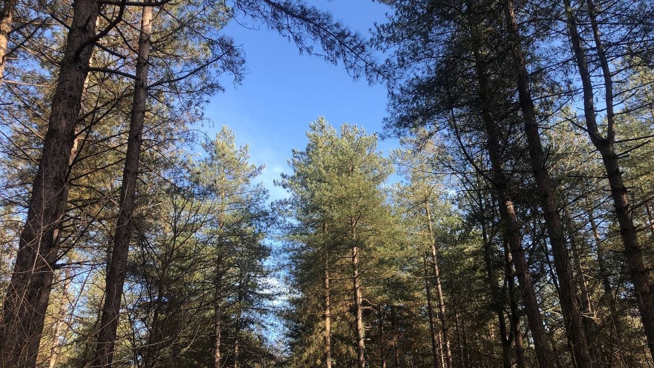 Два разных ритма. Город и природа | Февраль, 2026г. | Германия