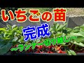 イチゴのランナー切り離し。気をつけたい事をまとめました。〜サラリーマンでも出来るいちご栽培シリーズ〜