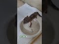 다들 그렇게 살아간다.(Leopard Geckos)