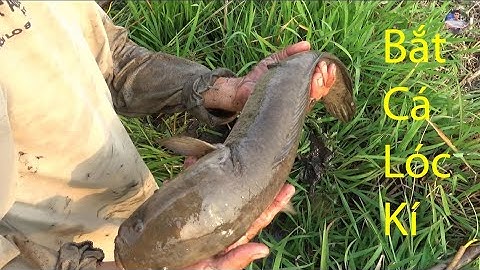 Tát đìa bắt toàn cá lóc khủng ở miền tây | Catch fish in vietnam