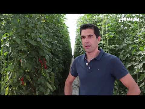 Vidéo: Combien De Fois Verser De L'eau Bouillante Sur Des Concombres Avec Des Tomates Lors Du Salage