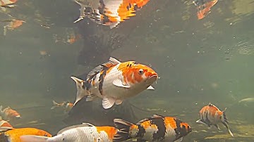 36- Robotic Fish Design and Implementation. Doctoral Work, 2015.