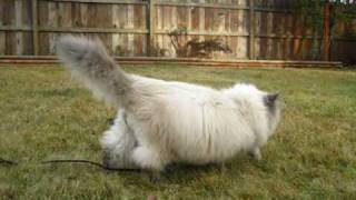 Curious Teacup Himalayan Melvin's First Time Outside by RonetteTaylor 6,714 views 14 years ago 1 minute, 56 seconds