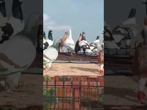 دور على صاحبك اليوم الصحاب قلال حب الصديق الوفي