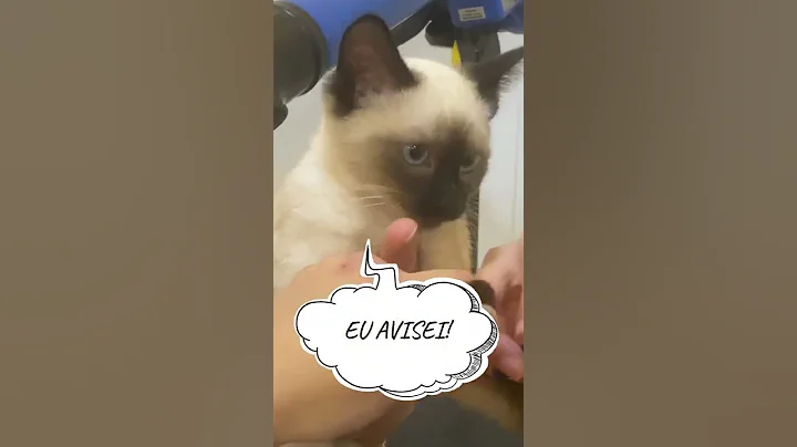 Watch the video about SIAMESE CAT KITTEN