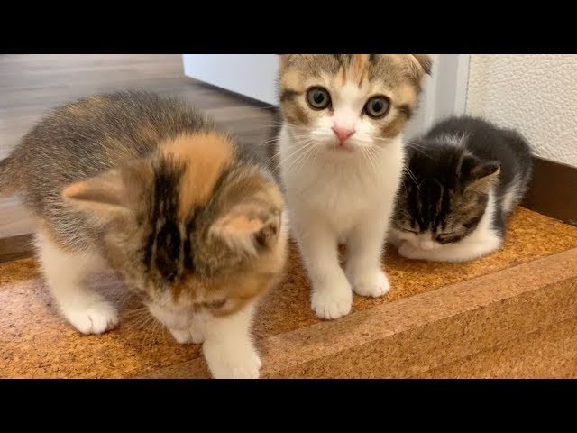 【子猫】必見！チビたち全員を紹介します♡【スコティッシュフォールド】